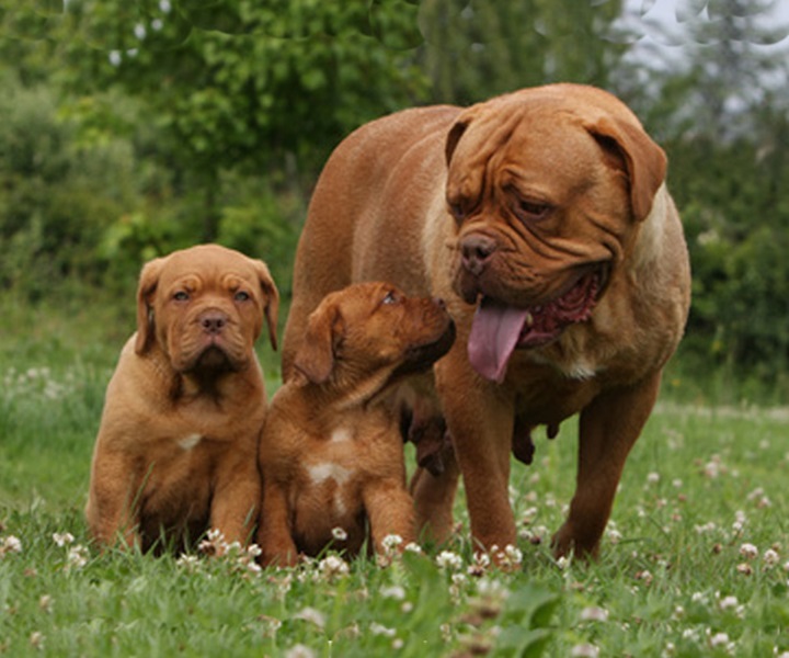 Imatge d'arxiu d'un dogo de Burdeos. Royal Canin