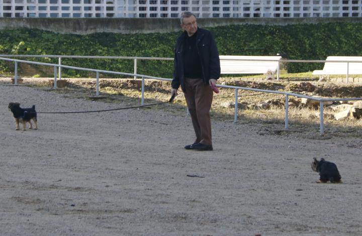 Imatge d'arxiu d'un home passejant dos gossos . ACN