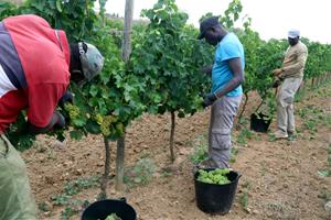 Imatge d'un treballadors collint raïm en una de les vinyes del Celler Gramona el 20 d'agost de 2019. ACN