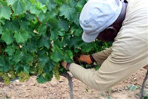 Imatge d'un treballadors collint raïm en una de les vinyes del Celler Gramona el 20 d'agost de 2019