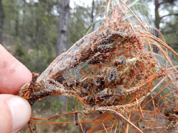 Imatge que mostra la mortaldat d'erugues després del tractament aeri. Agricultura