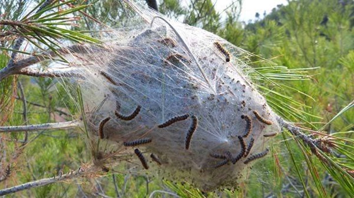 Important plaga d'eruga processionària a Torrelles de Foix. EIX