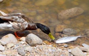 Investiguen la mort de 70 peixos a la desembocadura del Foix. ACN. Cedida