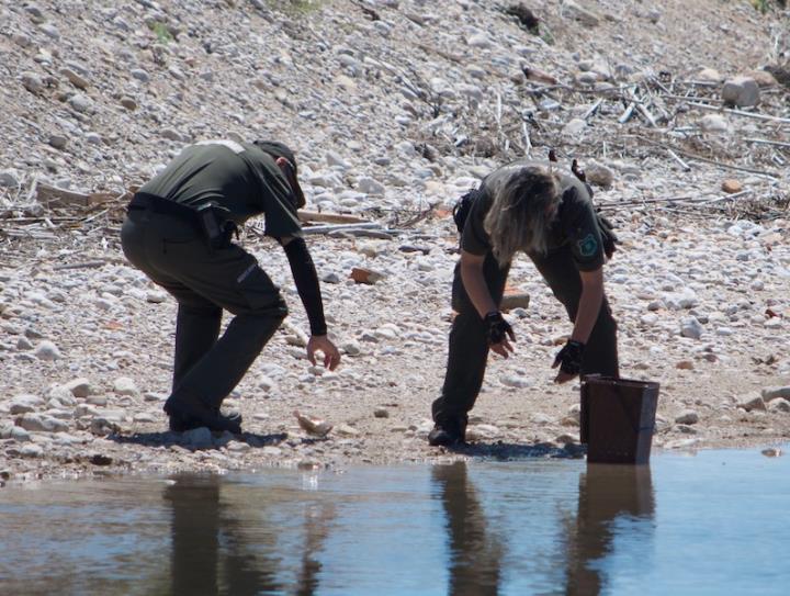 Investiguen una nova mort massiva de peixos a la desembocadura del Foix. ACN