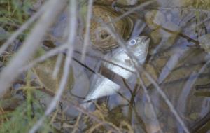 Investiguen una nova mort massiva de peixos a la desembocadura del Foix