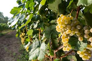 La DO Penedès preveu una verema 2019 d'alta qualitat  . DO Penedès