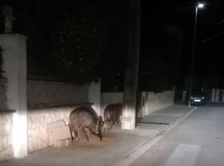 La imatge més tendre de la visita dels senglars a Canyelles. EIX