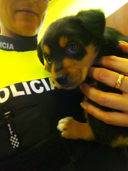 La policia de Vilanova rescata tres cadells de gos abandonats sota un cotxe. Policia local de Vilanova