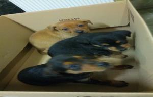 La policia de Vilanova rescata tres cadells de gos abandonats sota un cotxe