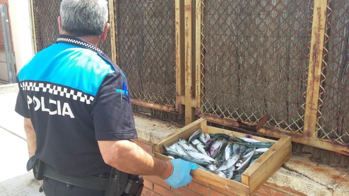 La Policia Local de Cunit comissa més de 3 quilos de peix al mercadal. Policia local de Cunit