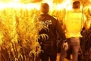 La Policia Municipal del Vendrell desmantella una plantació de marihuana en una operació conjunta amb la Guàrdia Civil. Ajuntament del Vendrell