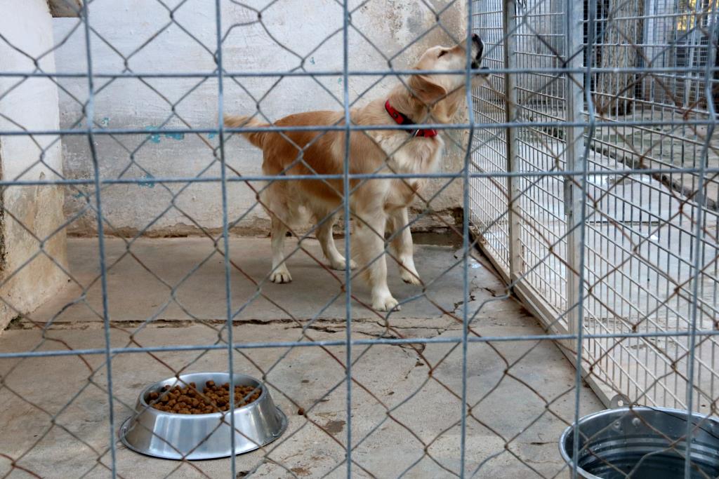 L Ajuntament De Cubelles Ordena Tancar La Gossera