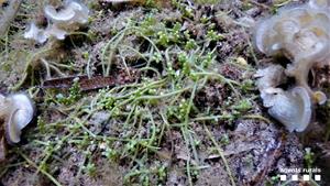 L'alga invasora Caulerpa cylindracea. Agents rurals