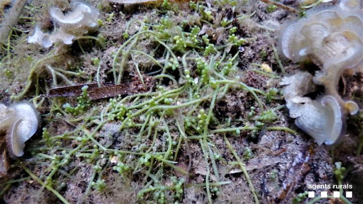 L'alga invasora Caulerpa cylindracea. Agents rurals