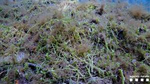 L'alga invasora Caulerpa cylindracea