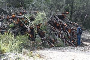 L’APMA denuncia a la Fiscalia de Medi Ambient la gestió forestal del Mas de l’Artís. APMA