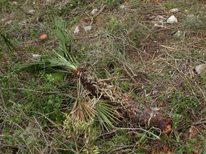 L’APMA denuncia a la Fiscalia de Medi Ambient la gestió forestal del Mas de l’Artís