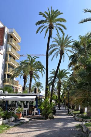 Les palmeres més altes del passeig marítim de Vilanova