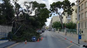 L’esclafit va fer caure un pi que marca l’antiga traça de la rasa del Miquelet, ara ja desapareguda per la urbanització dels anys 60 i 70. Jordi Lleó