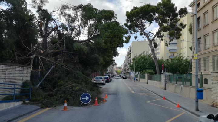 L’esclafit va fer caure un pi que marca l’antiga traça de la rasa del Miquelet, ara ja desapareguda per la urbanització dels anys 60 i 70. Jordi Lleó