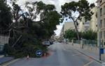 L’esclafit va fer caure un pi que marca l’antiga traça de la rasa del Miquelet, ara ja desapareguda per la urbanització dels anys 60 i 70. Jordi Lleó