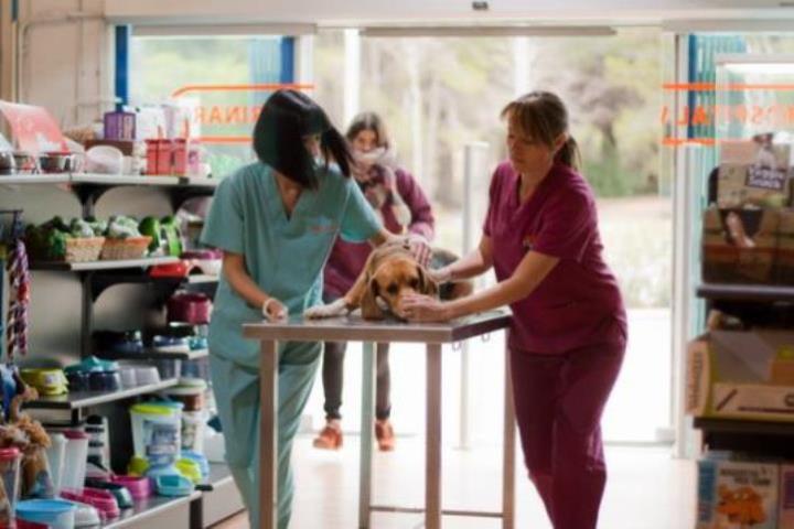 L'hospital veterinari Mima’ns prepara la segona edició del curs d’auxiliar tècnic.. Mima'ns