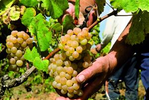 L’INCAVI i l’IRTA participen en un nou projecte per minimitzar els efectes del canvi climàtic en la qualitat del vi. EIX