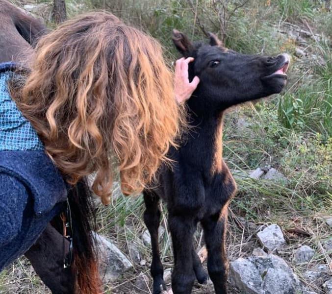 Neix el Bruc, el primer cavall nascut en llibertat al parc natural del Garraf. Fundació Miranda