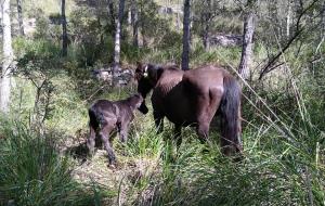 Neix el Bruc, el primer cavall nascut en llibertat al parc natural del Garraf