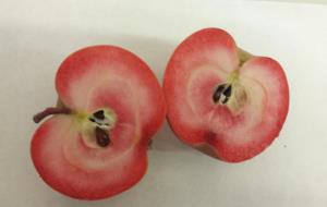 Pla detall d'una poma de polpa vermella partida per la meitat. ACN