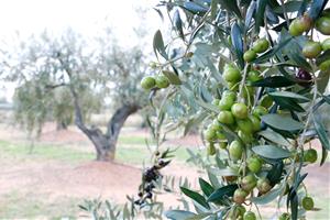 Pla detall d'unes olives arbequines d'oliveres de la DOP Siurana a la Selva del Camp (Baix Camp). ACN