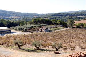 Pla general d'algunes de les vinyes del Pla de Morei que pertanyen a la seva finca. Imatge del 19 de novembre de 2019. ACN