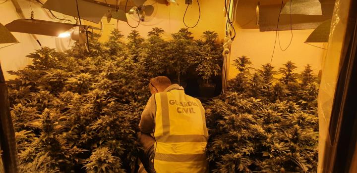 Pla general de la plantació de marihuana desmantellada dins d'un habitatge independent de Cunit (Baix Penedès) i d'un agent d'esquena, en un operatiu 