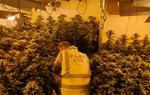 Pla general de la plantació de marihuana desmantellada dins d'un habitatge independent de Cunit (Baix Penedès) i d'un agent d'esquena, en un operatiu