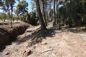 Pla general del bosc de la llera del torrent de Sant Marc, amb espècies talades. GEPEC