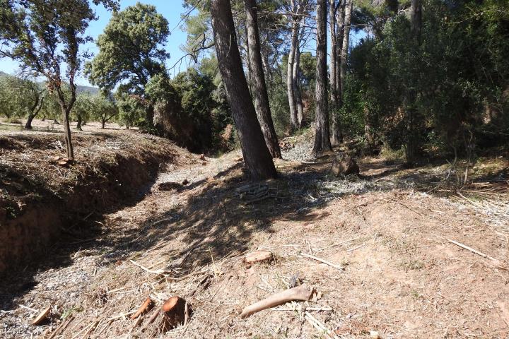 Pla general del bosc de la llera del torrent de Sant Marc, amb espècies talades. GEPEC