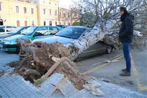 Pla general d'un arbre caigut sobre un cotxe a causa del vent a Valls i del seu propietari observant els danys. ACN