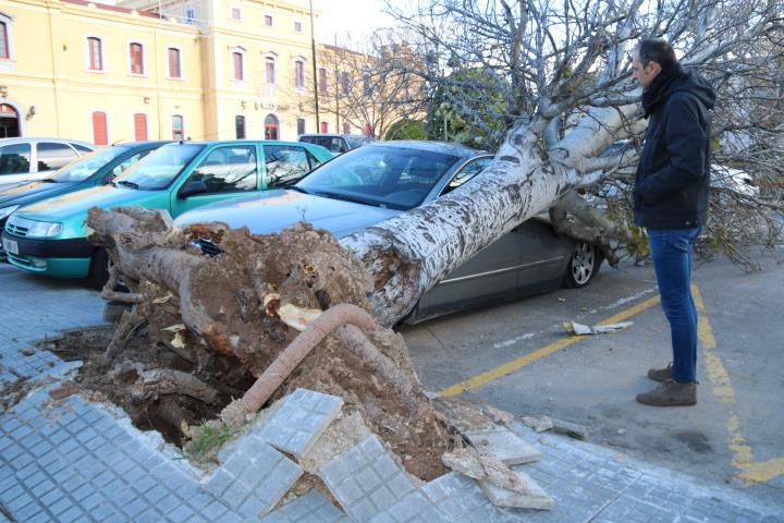 Pla general d'un arbre caigut sobre un cotxe a causa del vent a Valls i del seu propietari observant els danys. ACN