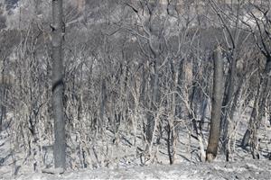 Pla mitjà d'arbres cremats a la zona de l'incendi. ACN