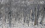 Pla mitjà d'arbres cremats a la zona de l'incendi. ACN