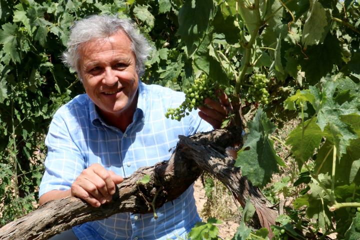 Pla mitjà del president de la DO Penedès, Joan Huguet, amagat entre vinyes. ACN