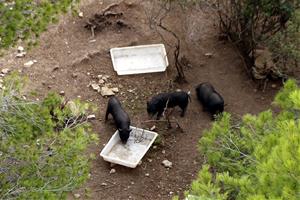 Pla obert de tres exemplars de porc vietnamita apropant-se a uns abeuradors al parc de la Muntanyeta de Tarragona abans de ser capturats. ACN