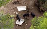 Pla obert de tres exemplars de porc vietnamita apropant-se a uns abeuradors al parc de la Muntanyeta de Tarragona abans de ser capturats. ACN