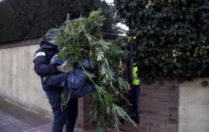 Pla obert d'un agent dels Mossos d'Esquadra carregant plantes de marihuana intervingudes en un xalet de la urbanització Monnars . ACN