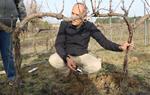 Pla tancat de l'instant en que un investigador de l'IRTA instal·la un dels sensors de l'Observatori de la Sequera en una vinya de Sant Sadurní d'Anoia