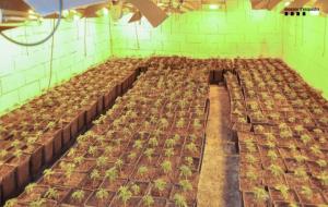 Plantes de marihuana intervingudes pels Mossos d'Esquadra. Mossos d'Esquadra