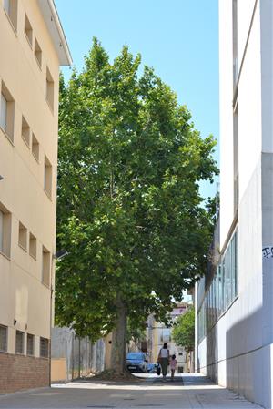 Plataners en mig del carrer de l'Ametller