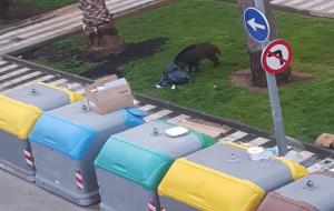 Preocupació del veïnat de les Roquetes per la presència habitual d'un senglar a la plaça Llobregat. Montse Salinas Puente