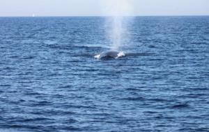 Primer albirament de la temporada del rorqual comú a la costa del Garraf. Cetàcea/ Abel Tomás