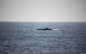 Primer albirament de la temporada del rorqual comú a la costa del Garraf